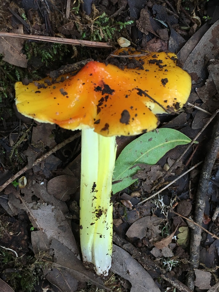 Hygrocybe sp. 'acutoconica-CA01'