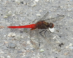 Orthetrum testaceum soembanum