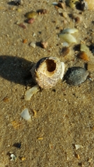 Bembicium auratum