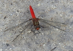 Orthetrum testaceum soembanum