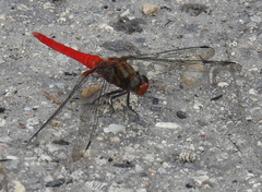 Orthetrum testaceum soembanum