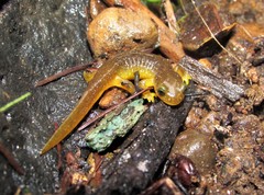 Columbia Torrent Salamander photo 2