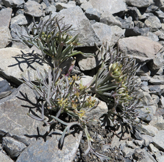 Lignocarpa carnosula