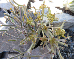Lignocarpa carnosula