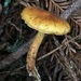 Gymnopilus aurantiophyllus - Photo (c) Damon Tighe, some rights reserved (CC BY-NC), uploaded by Damon Tighe