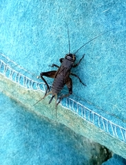 Teleogryllus occipitalis