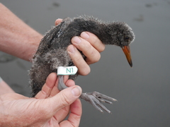 Variable Oystercatcher photo 4