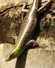 Lamprolepis smaragdina