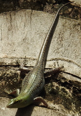 Lamprolepis smaragdina