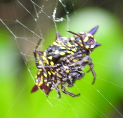 Gasteracantha taeniata