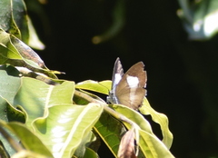 Horaga onyx