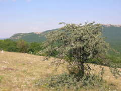 Pyrus elaeagrifolia