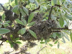 Pyrus elaeagrifolia