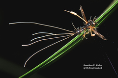 Ophiocordyceps humbertii