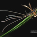 Ophiocordyceps humbertii - Photo (c) Jonathan Kolby, algunos derechos reservados (CC BY-NC-ND), uploaded by Jonathan Kolby