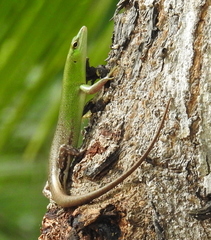 Lamprolepis smaragdina