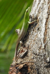 Lamprolepis smaragdina