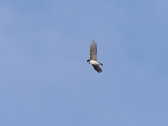 Tachycineta bicolor image