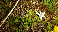 Lobelia glaberrima