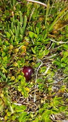 Coprosma atropurpurea