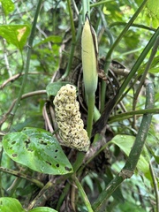 Monstera adansonii image