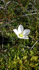 Gentianella amabilis