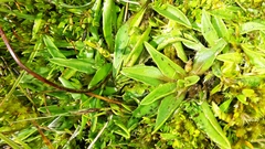 Plantago unibracteata