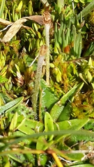 Plantago unibracteata