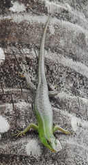 Lamprolepis smaragdina