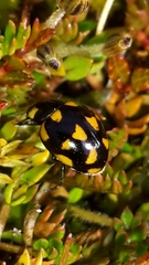 Coccinella leonina