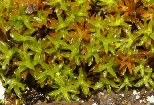 Anoectangium aestivum observed 2023-07-19