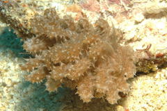 Phyllodesmium koehleri