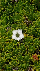 Dracophyllum muscoides