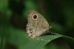 Ypthima baldus newboldi