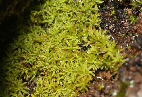 Anoectangium aestivum observed 2023-07-19