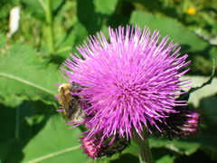 Cirsium helenioides