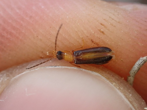 Xanthochroina auberti