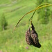 Carex atrata aterrima - Photo (c) Alexey P. Seregin, algunos derechos reservados (CC BY-NC), subido por Alexey P. Seregin
