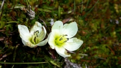 Gentianella amabilis