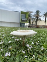 Chlorophyllum molybdites image