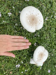 Chlorophyllum molybdites image