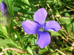 Gentianopsis barbata