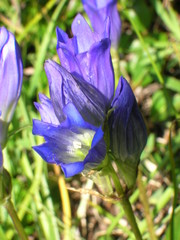 Gentiana decumbens