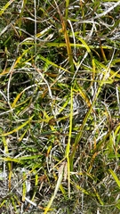 Carex wakatipu