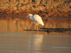 Ardea alba alba