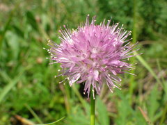 Allium malyschevii