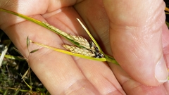 Carex wakatipu