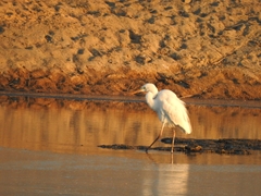 Ardea alba alba