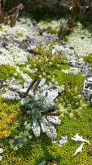 Anisotome lanuginosa