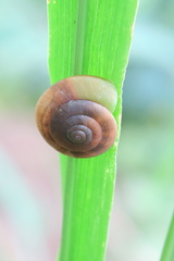 Quantula striata